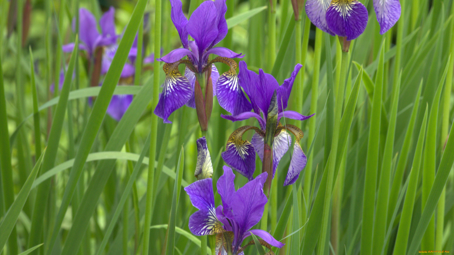 цветы, ирисы