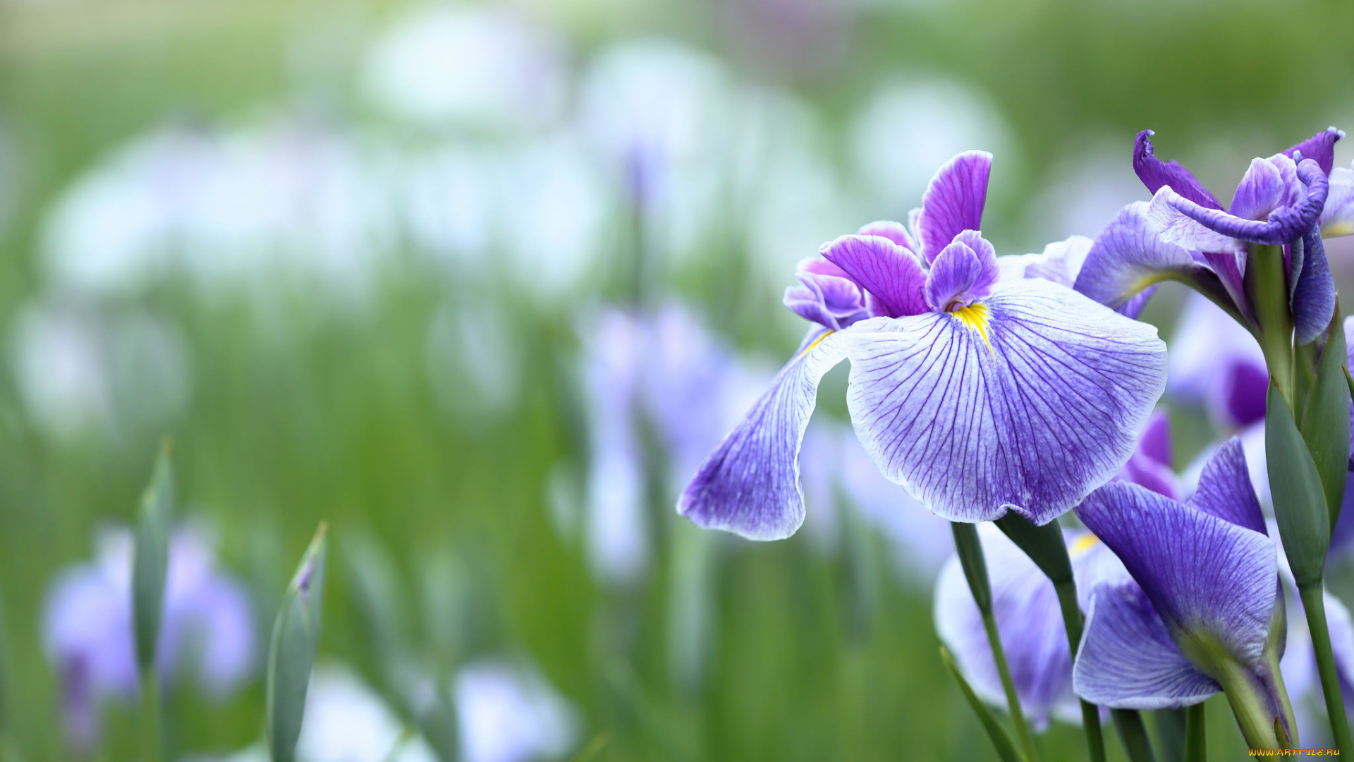 цветы, ирисы, цветение, яркость, лепестки, ирис