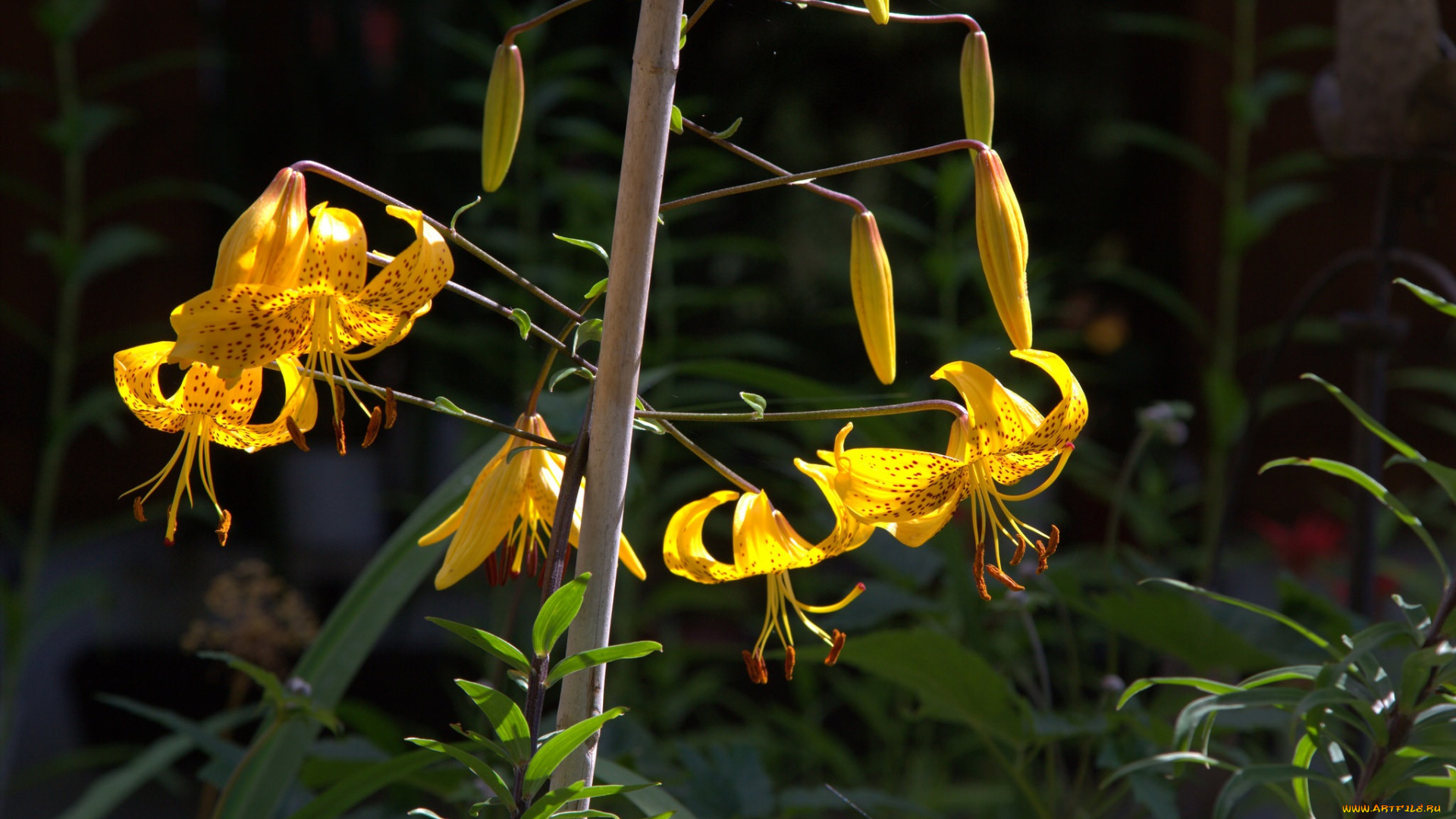 цветы, лилии, , лилейники
