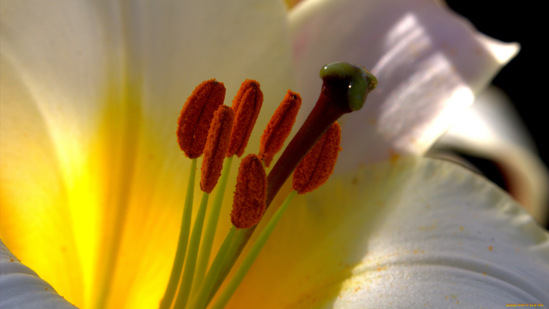 цветы, лилии, , лилейники, лилия