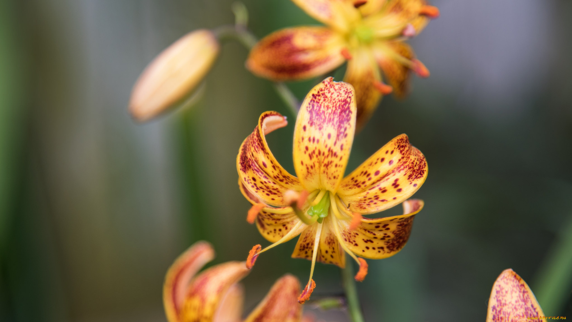 цветы, лилии, , лилейники, лилия