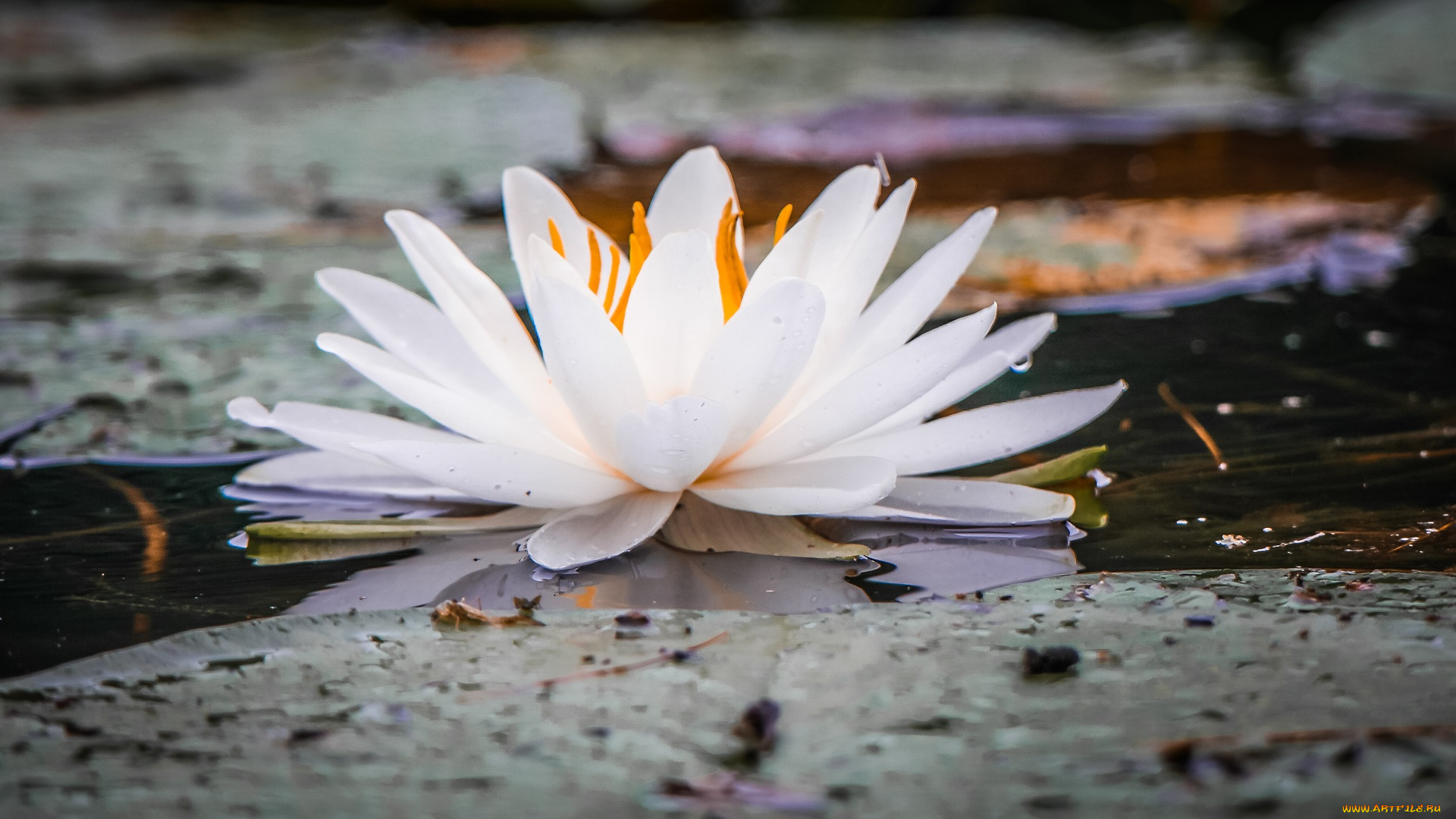 цветы, лилии, водяные, , нимфеи, , кувшинки, цветок