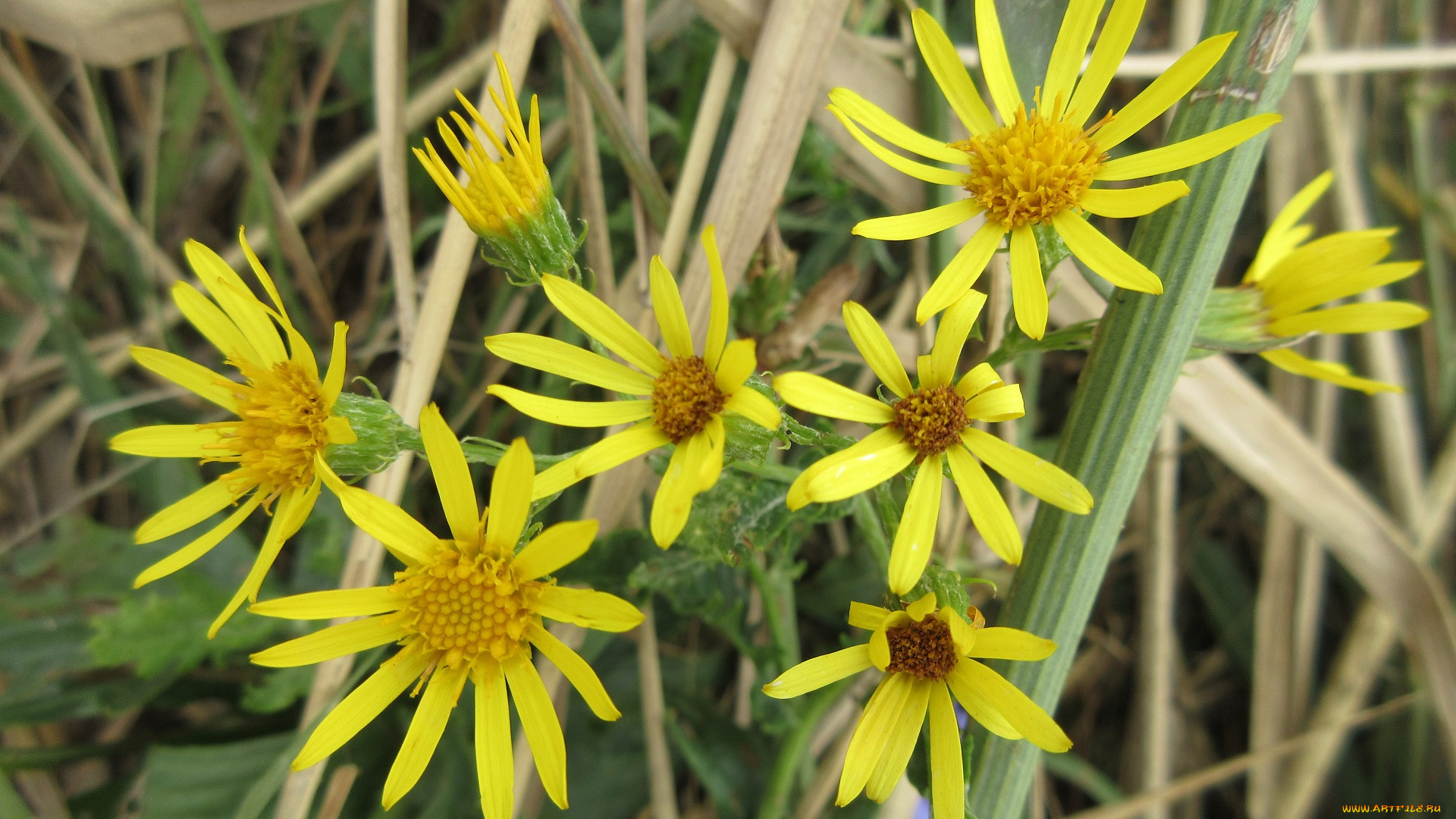 цветы, луговые, , полевые, , цветы, макро