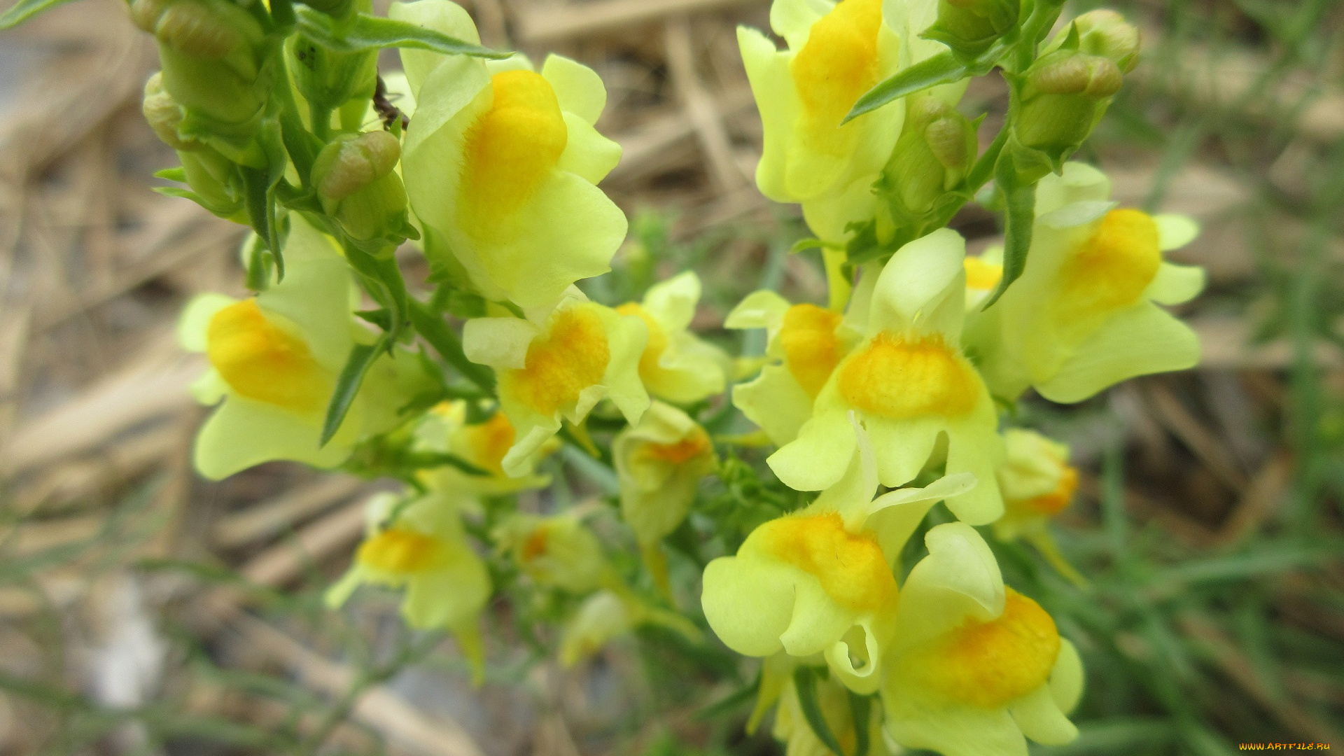 цветы, луговые, , полевые, , цветы, макро