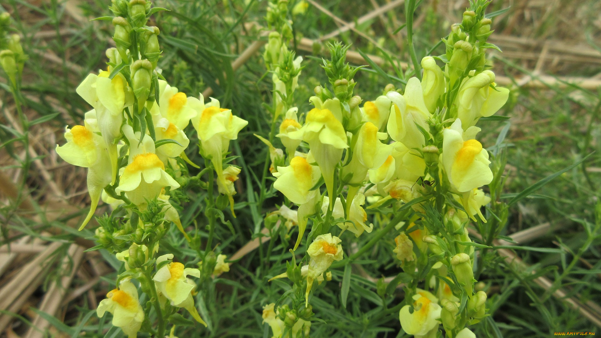 цветы, луговые, , полевые, , цветы, макро