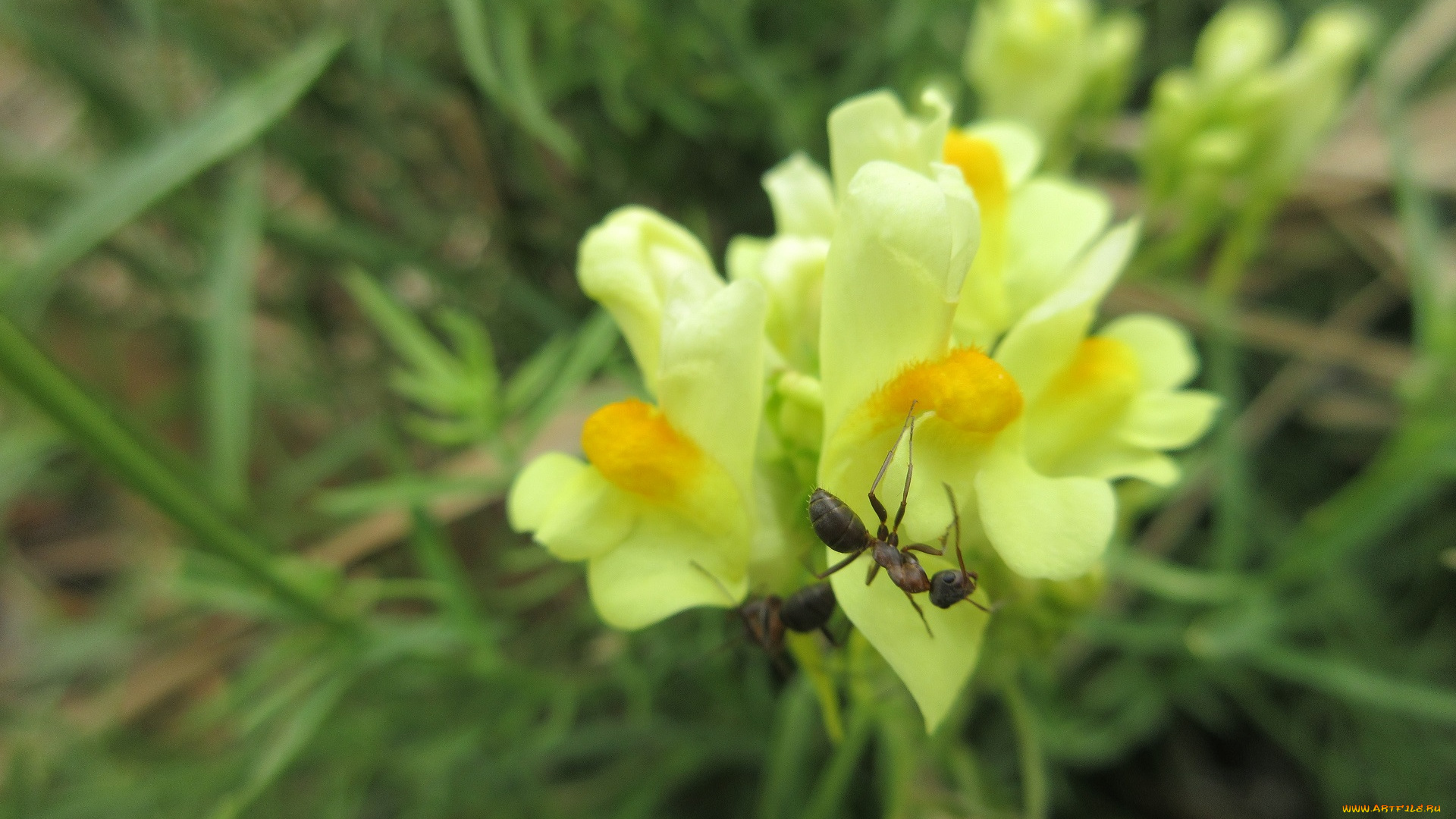 цветы, луговые, , полевые, , цветы, макро