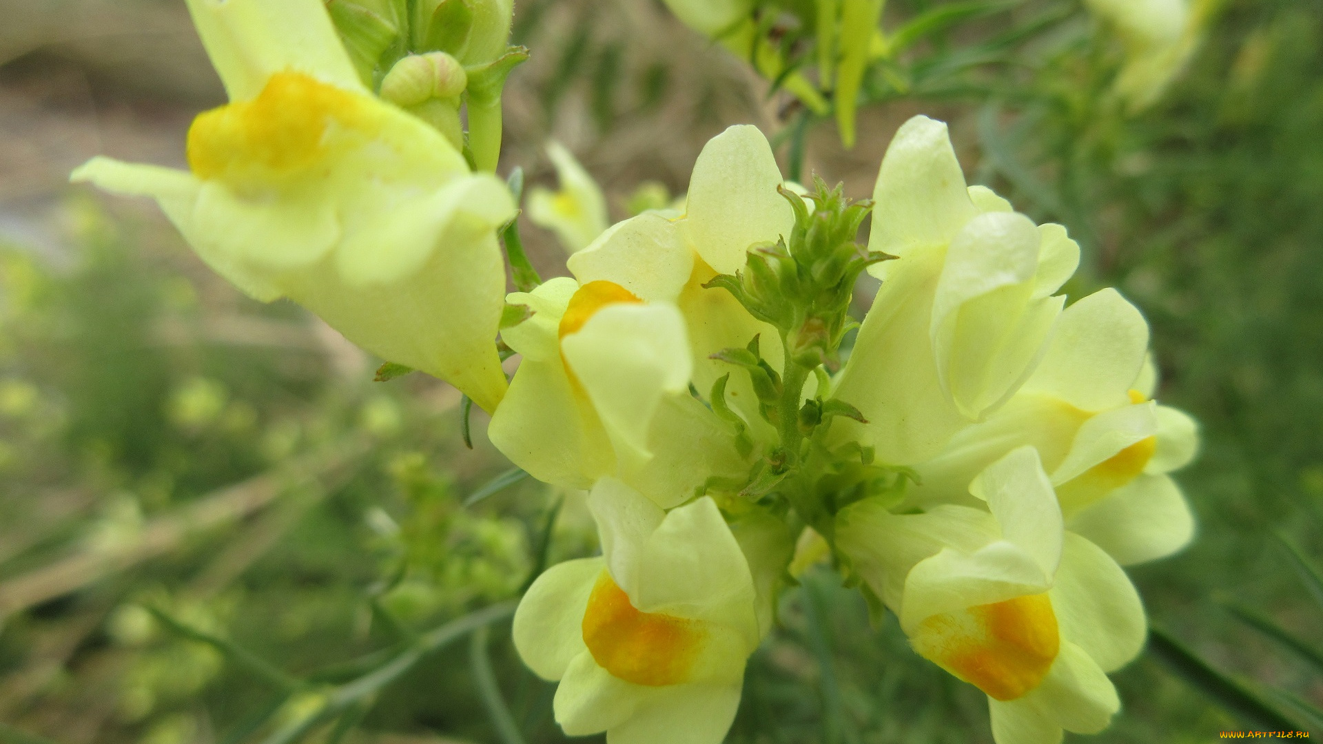 цветы, луговые, , полевые, , цветы, макро