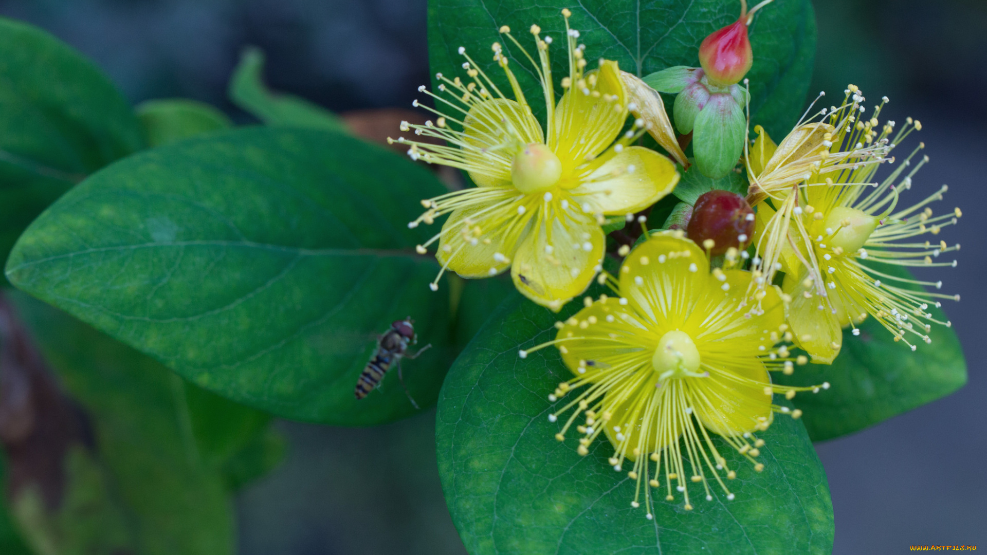 цветы, луговые, , полевые, , цветы, жёлтые