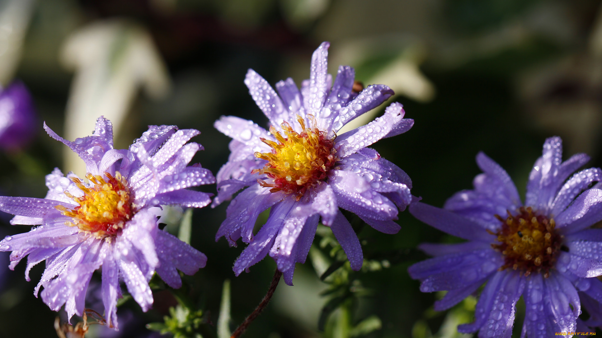 цветы, макро