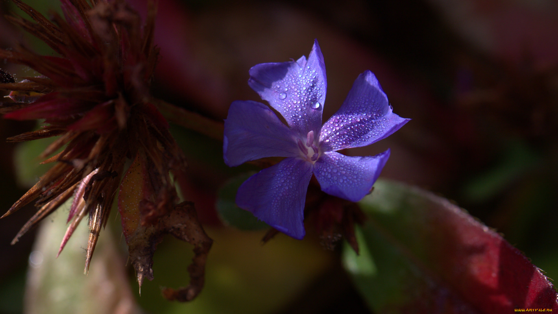 цветы, макро, цветок