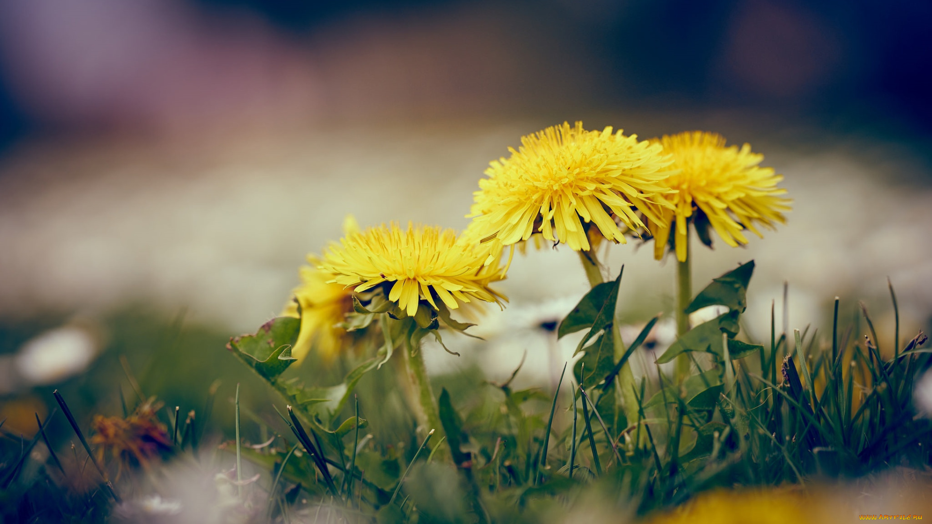 цветы, одуванчики, весна, желтый, одуванчик