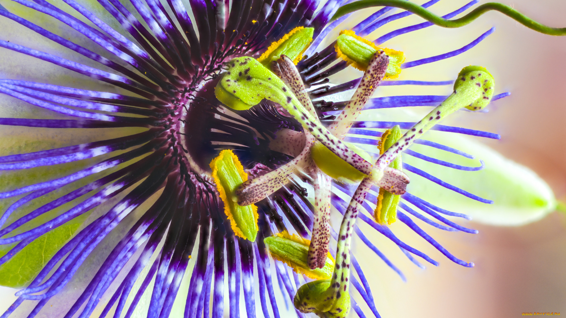 цветы, пассифлора, пасифлора