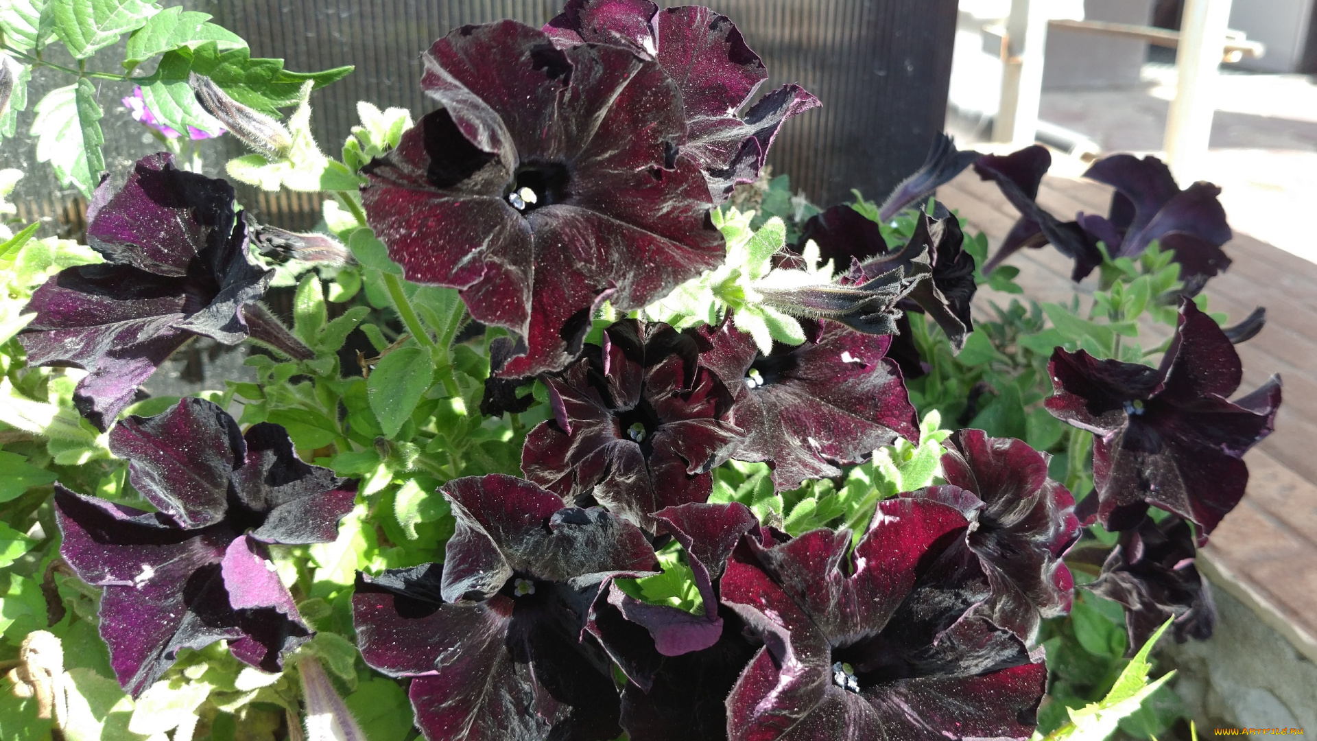 цветы, петунии, , калибрахоа, чёрные