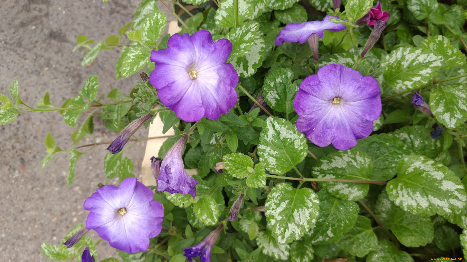 цветы, петунии, , калибрахоа, клумба