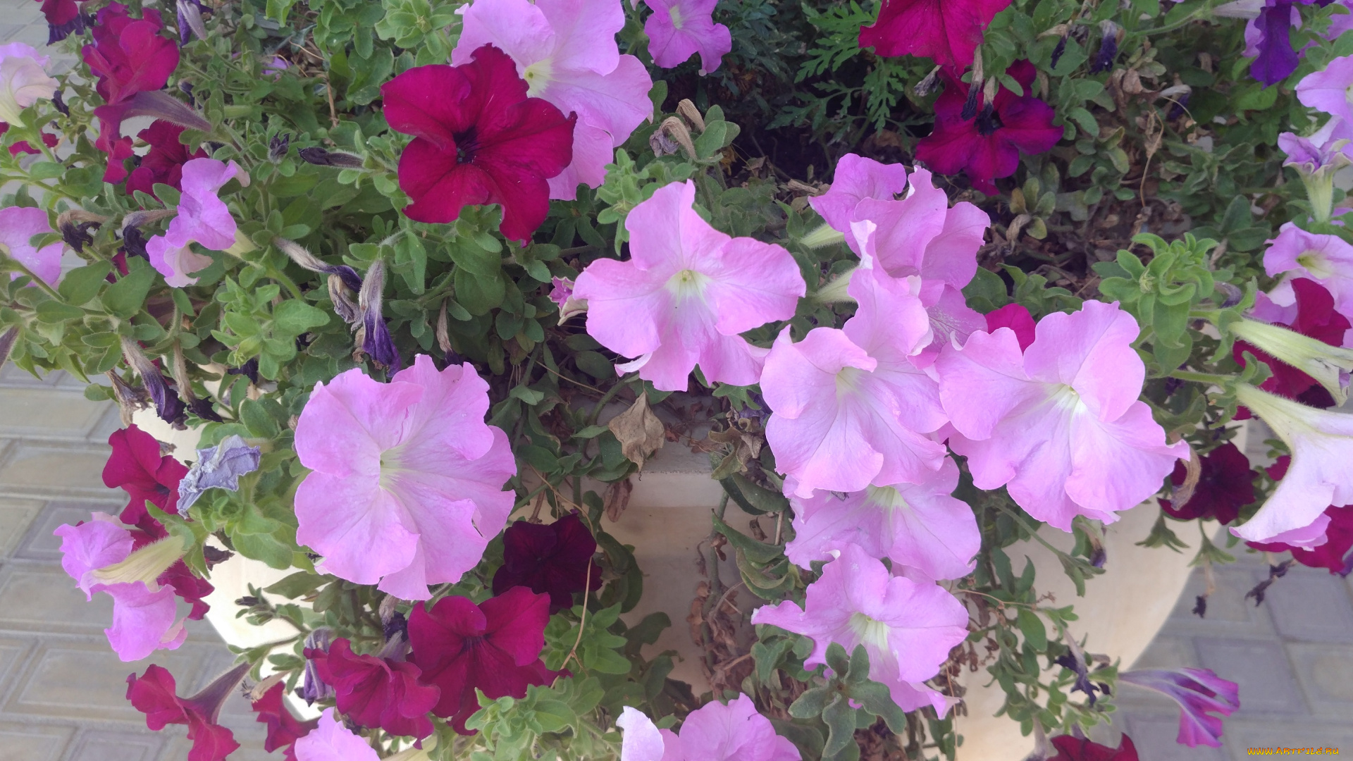 цветы, петунии, , калибрахоа, клумба