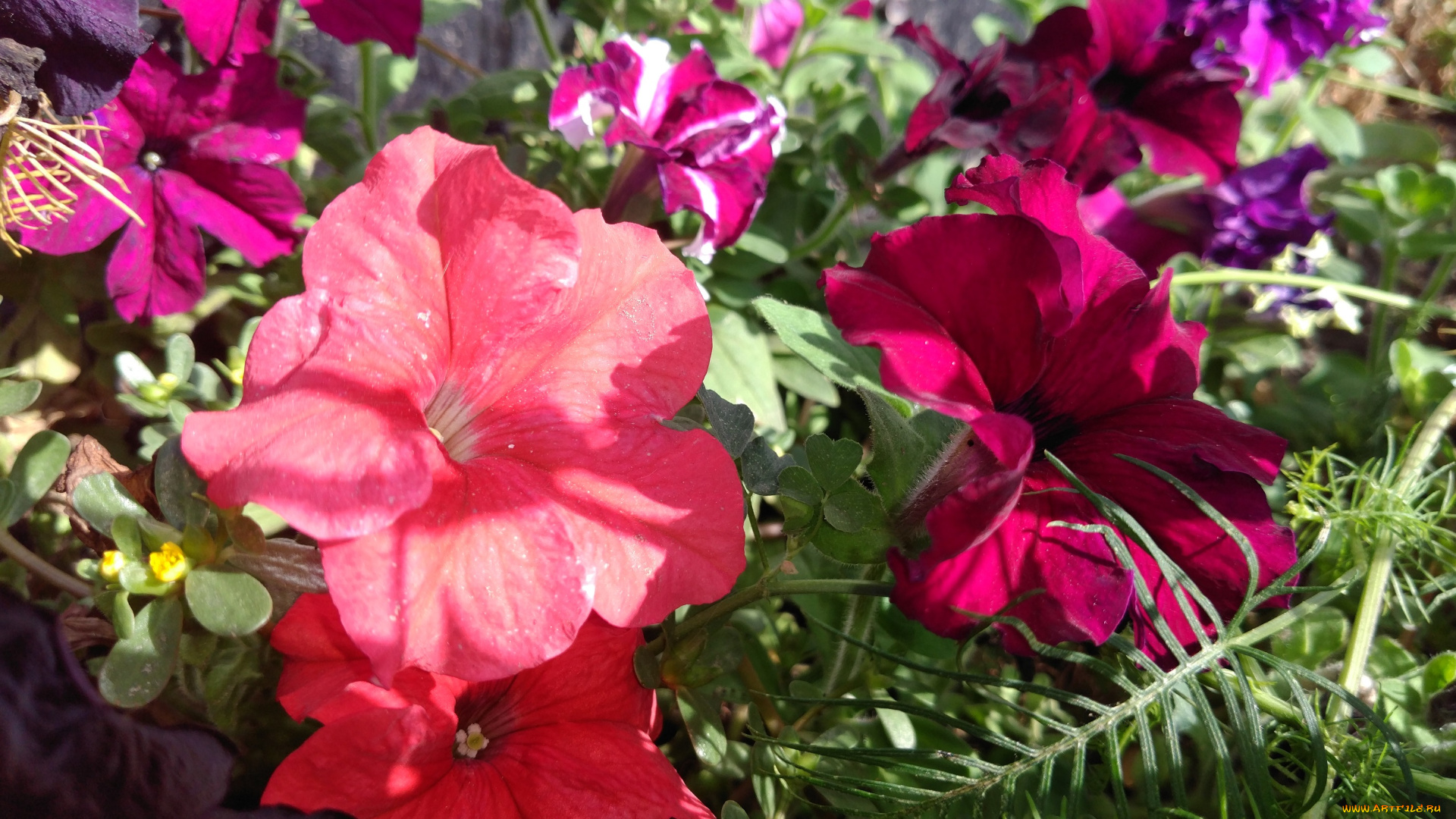 цветы, петунии, , калибрахоа, клумба