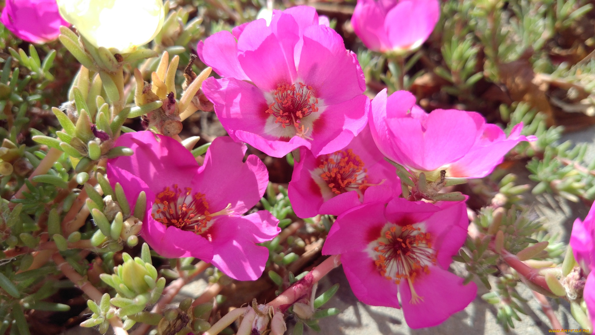 цветы, портулак, розовые