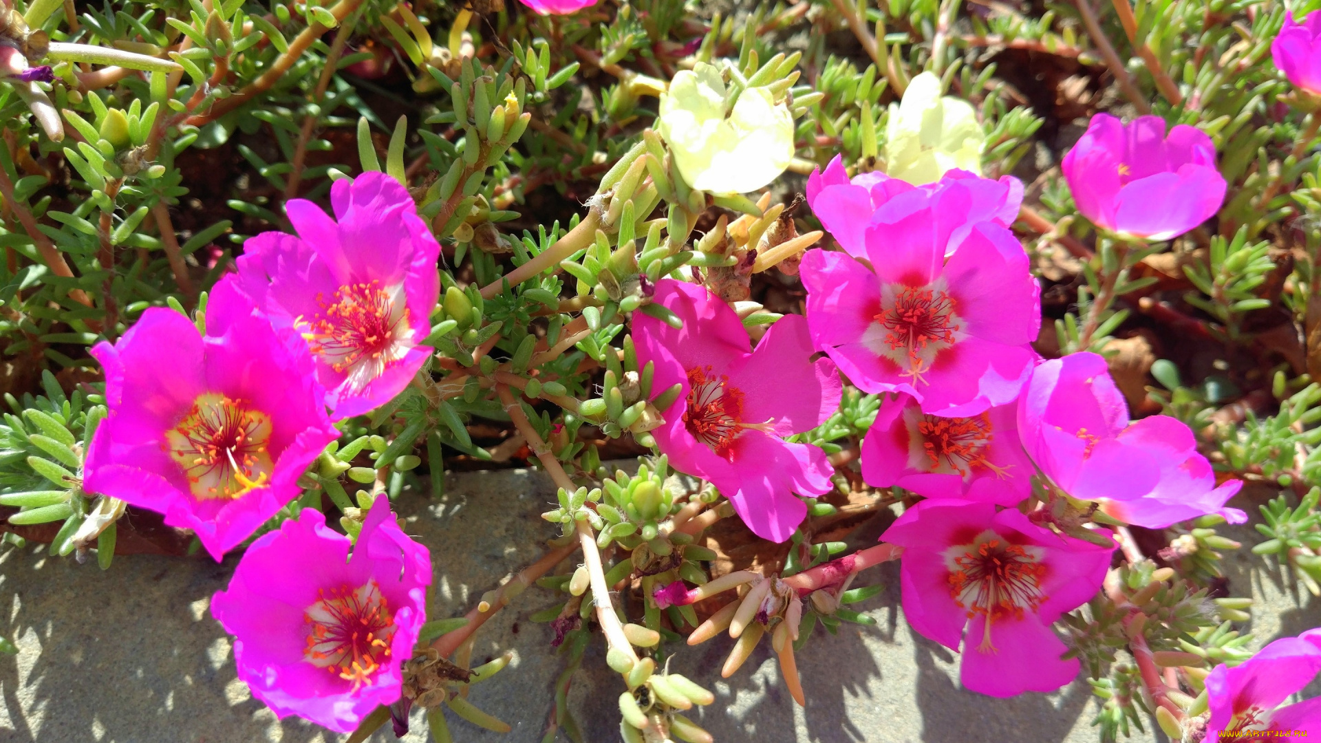 цветы, портулак, розовые