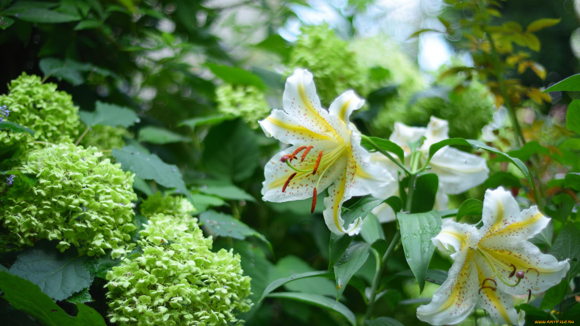 цветы, разные, вместе