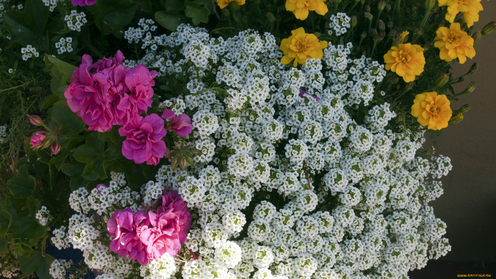 цветы, разные, вместе, бархатцы, герань