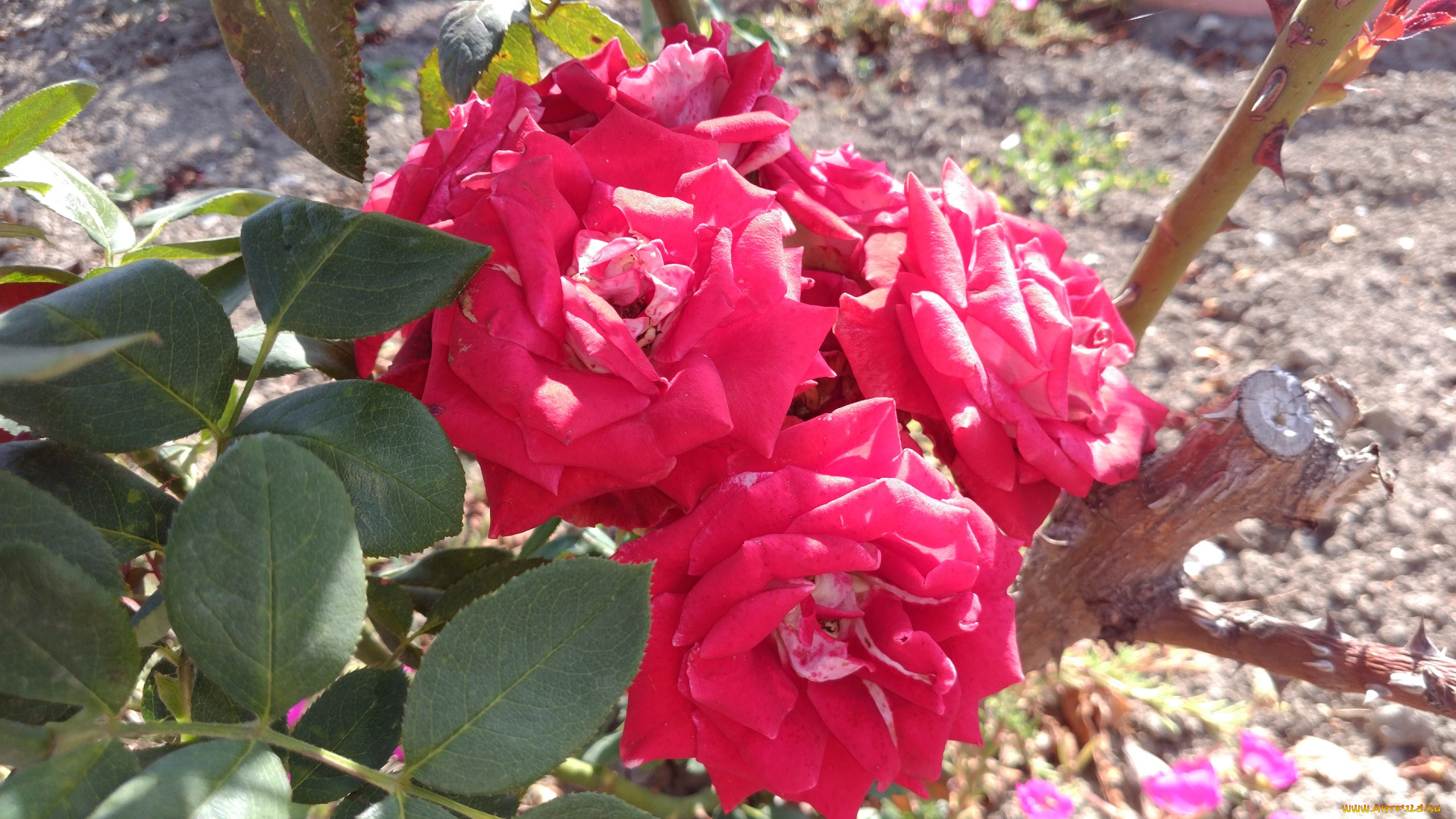 цветы, розы