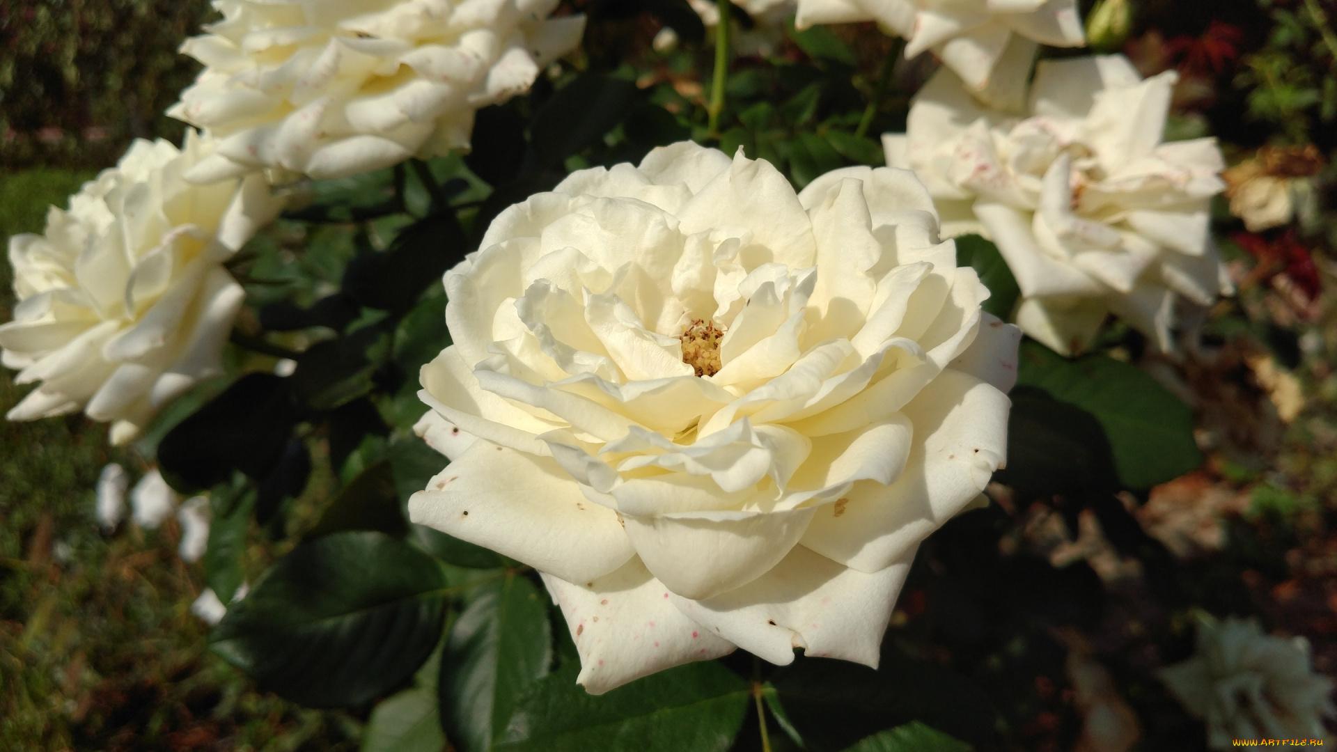 цветы, розы