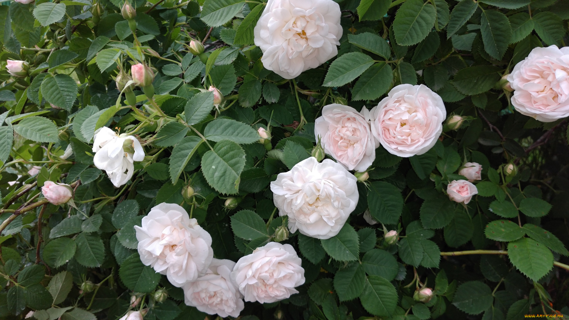 цветы, розы