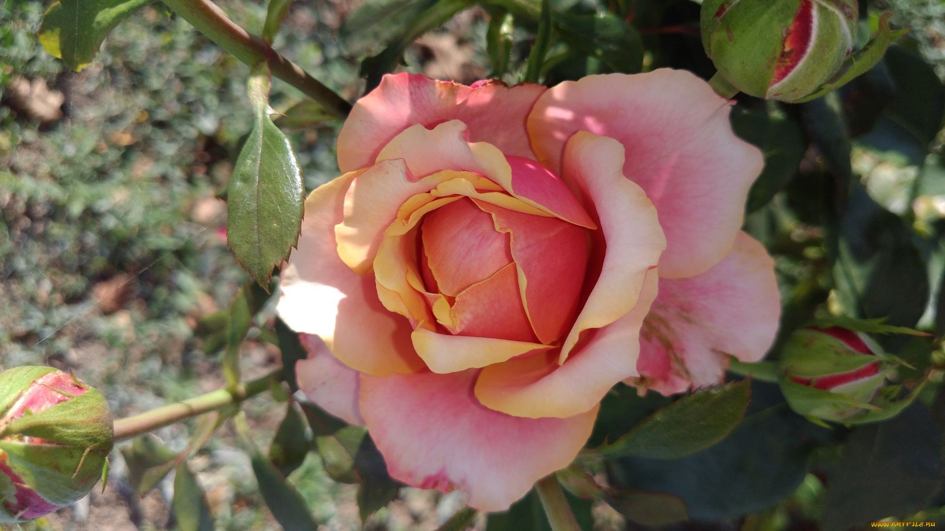 цветы, розы, цветок