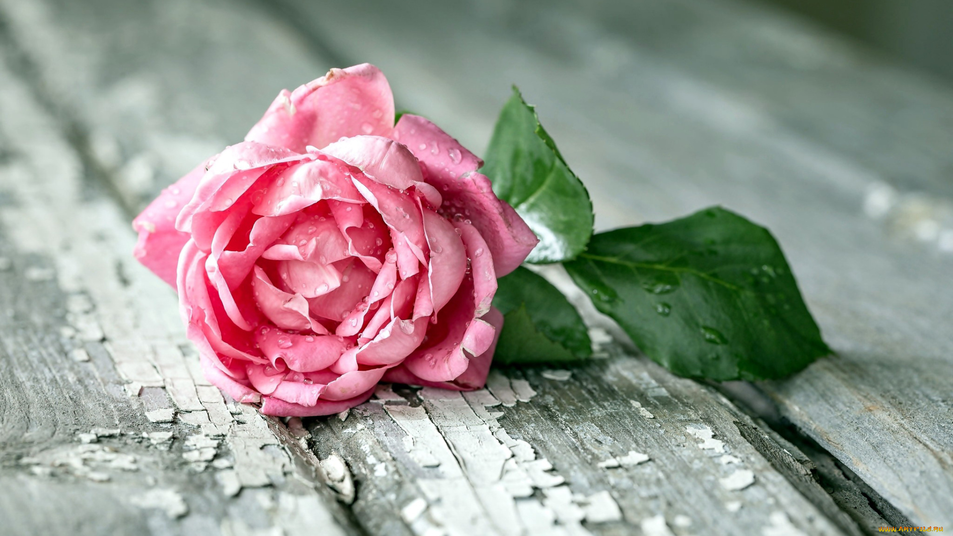 цветы, розы, одинокая, роза, капли