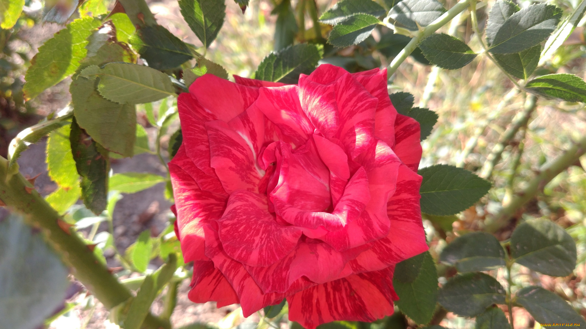 цветы, розы, роза