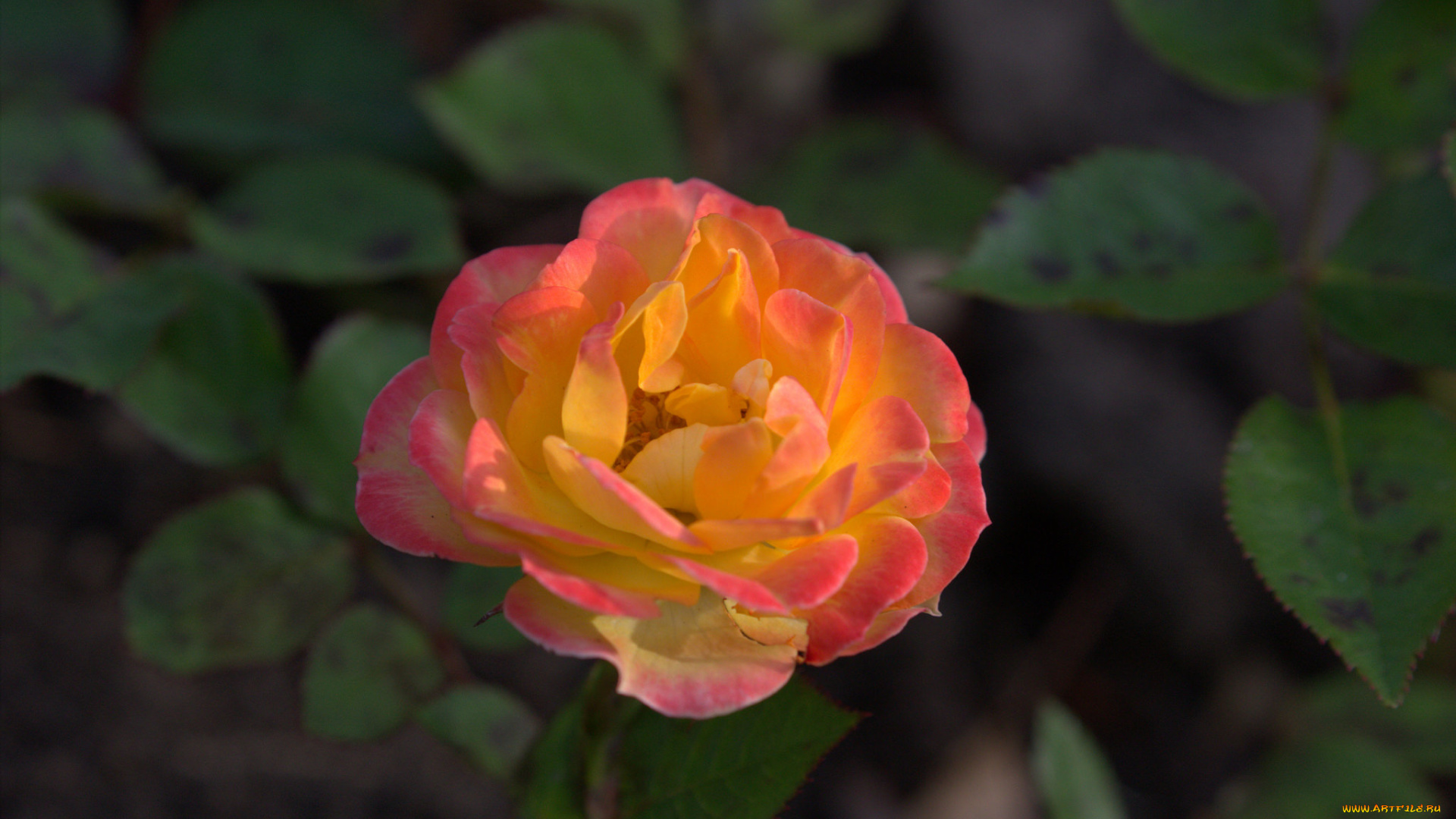 цветы, розы, роза