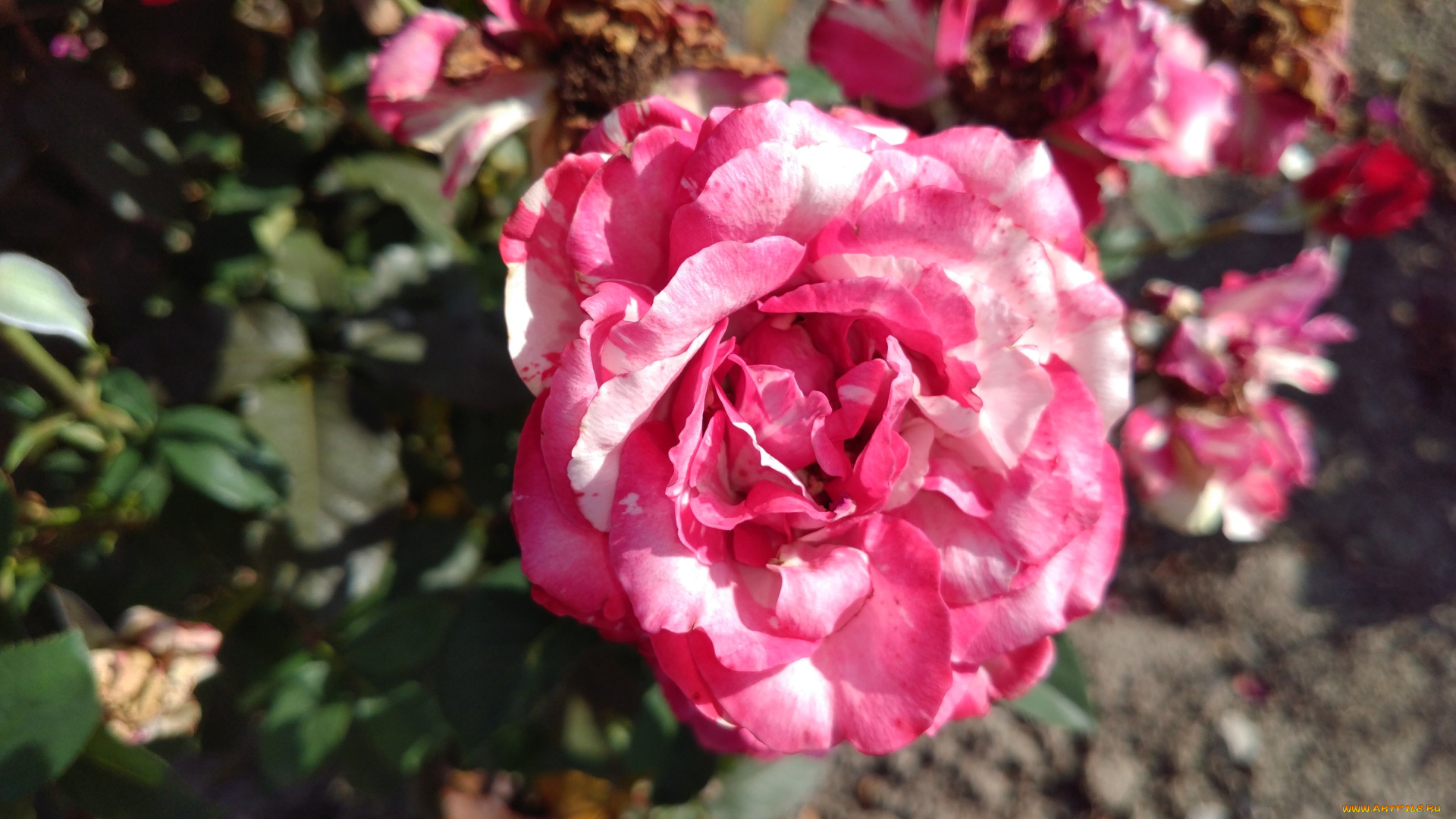 цветы, розы, розовая