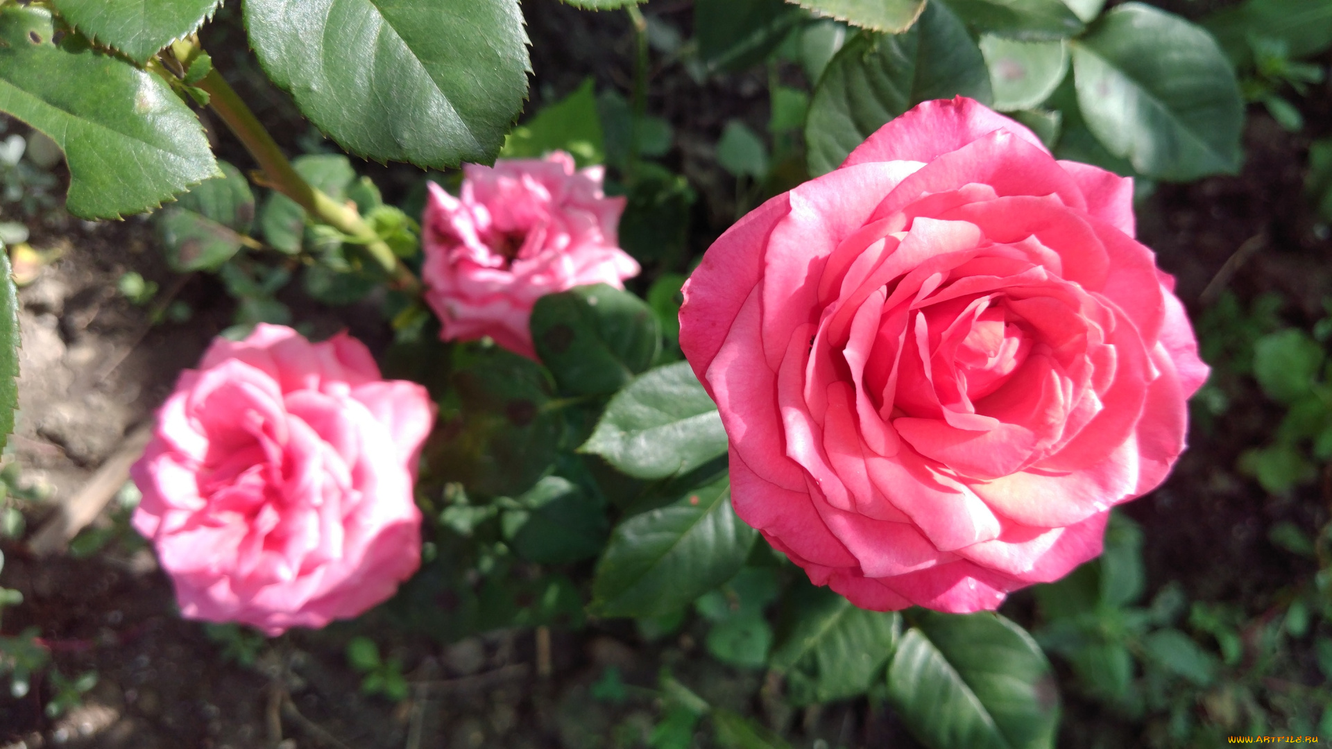 цветы, розы, розовый