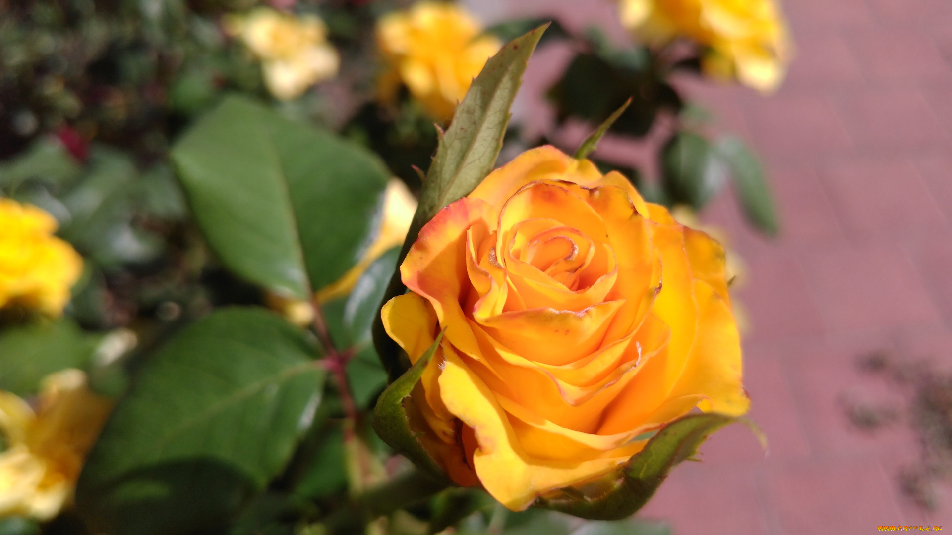 цветы, розы, жёлтая