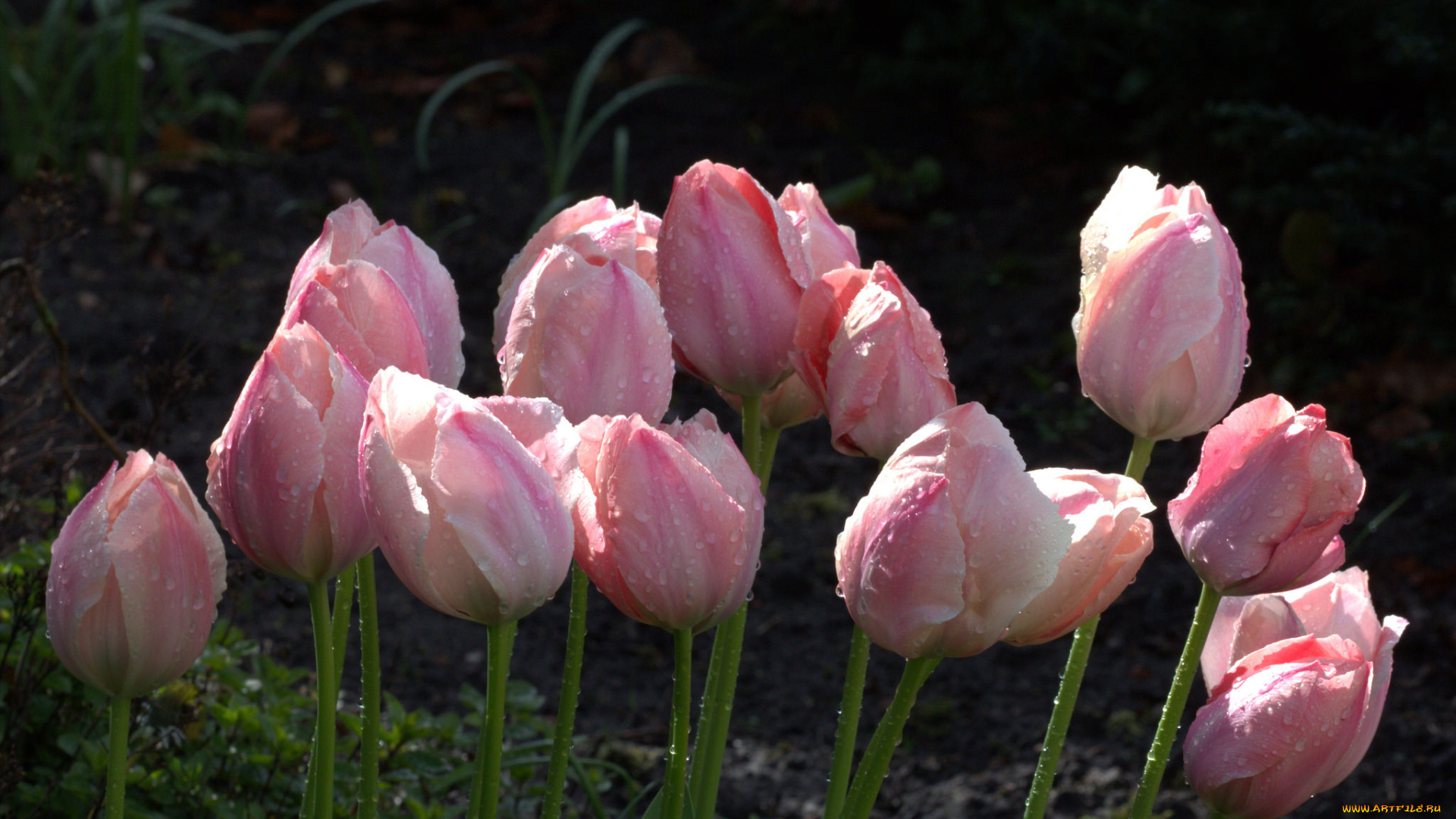 цветы, тюльпаны