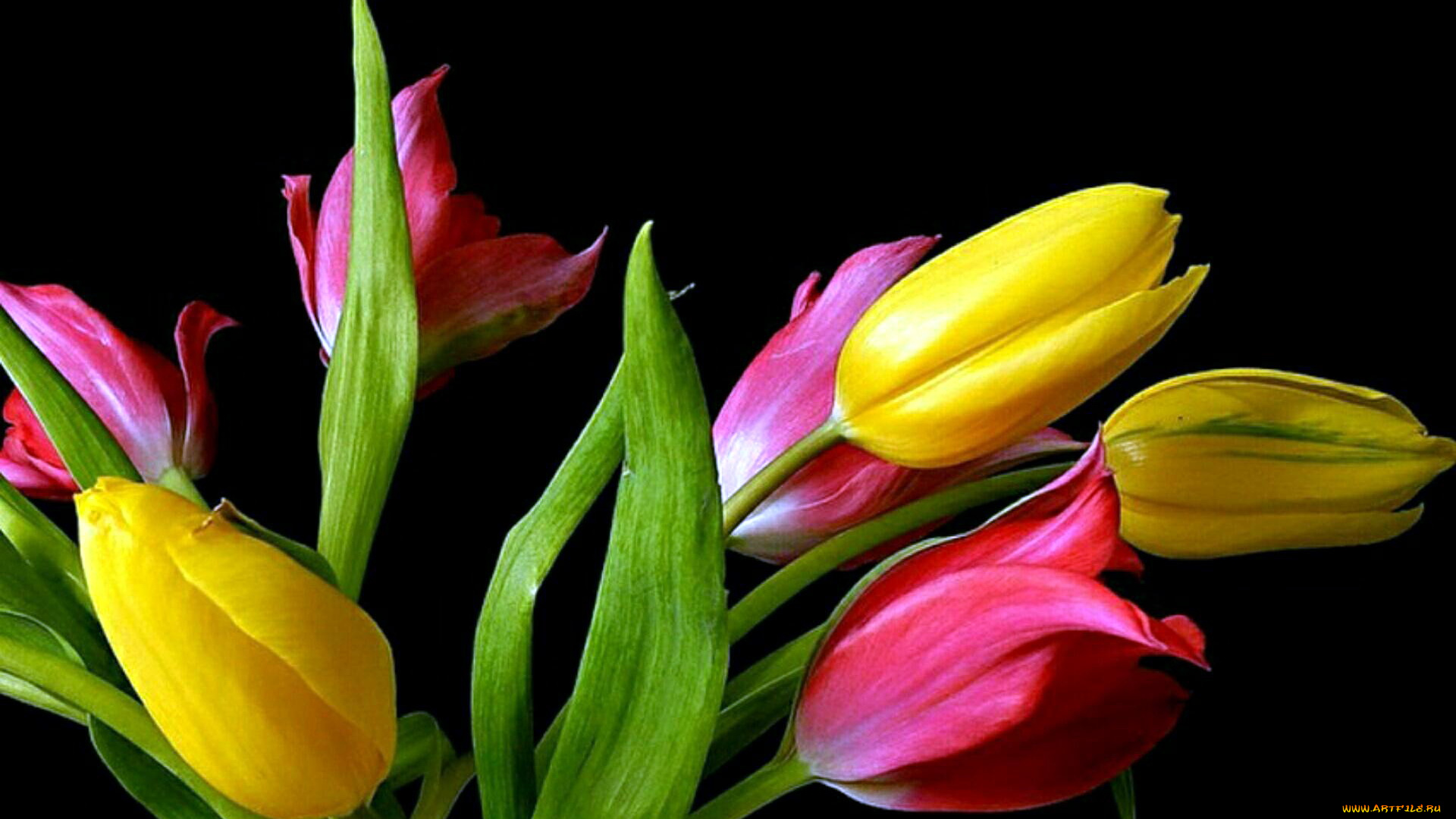 цветы, тюльпаны, бутоны