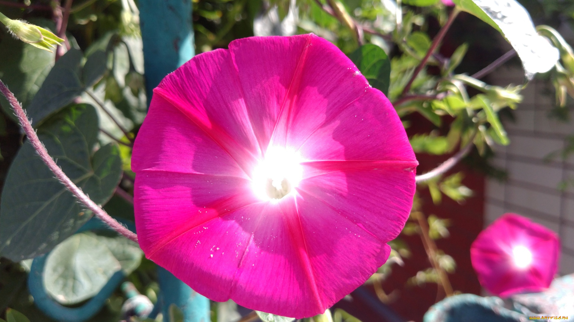 цветы, вьюнки, , ипомеи, розовый