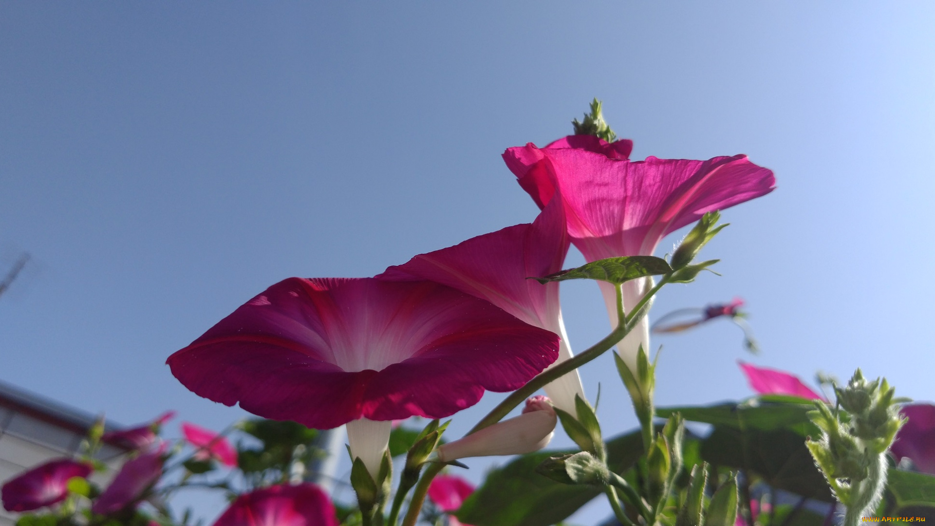 цветы, вьюнки, , ипомеи, розовый