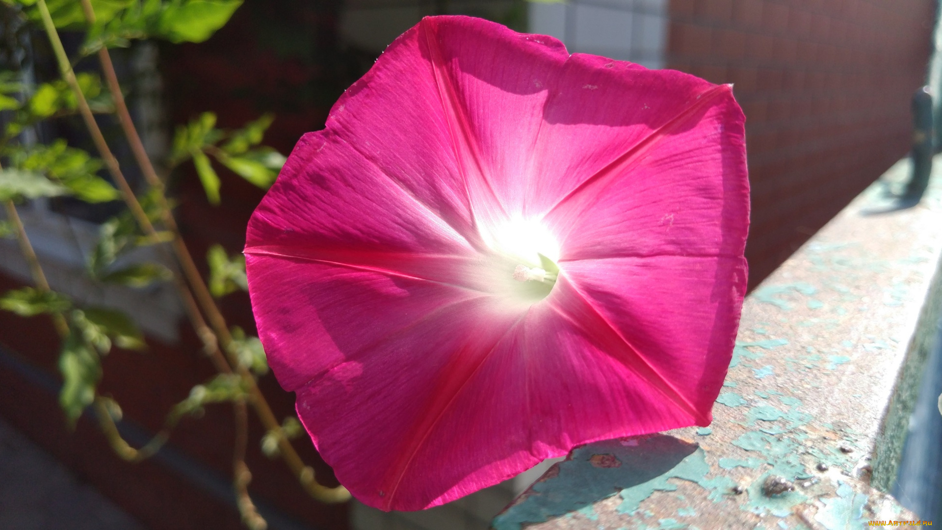 цветы, вьюнки, , ипомеи, розовый