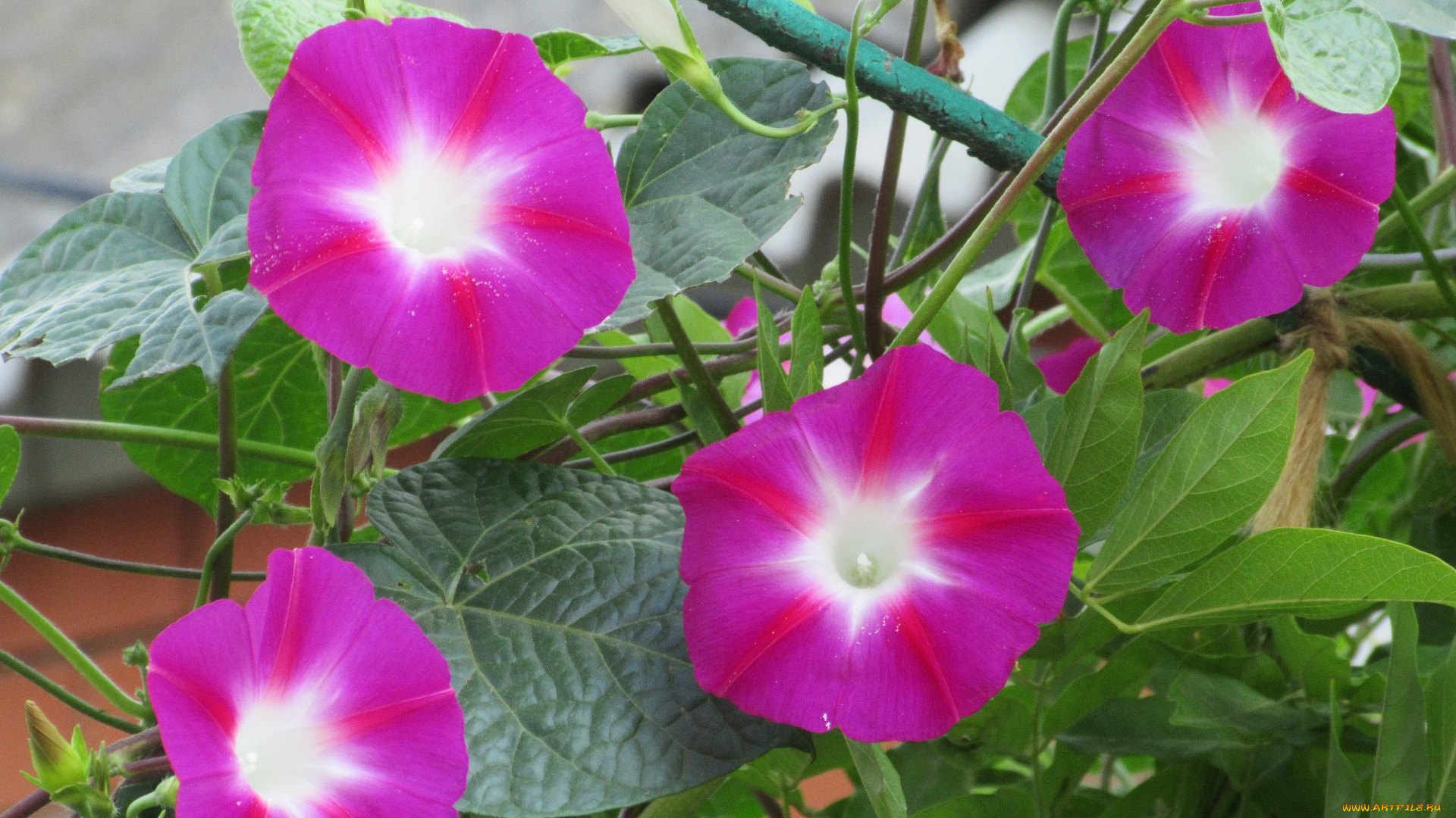 цветы, вьюнки, , ипомеи, вьюнок