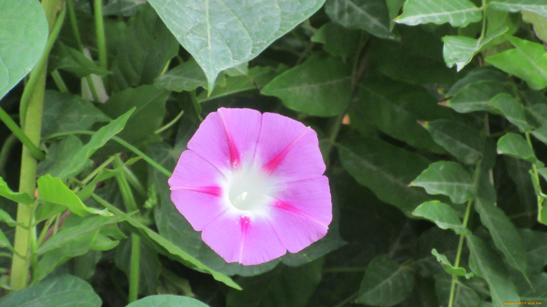 цветы, вьюнки, , ипомеи, вьюнок