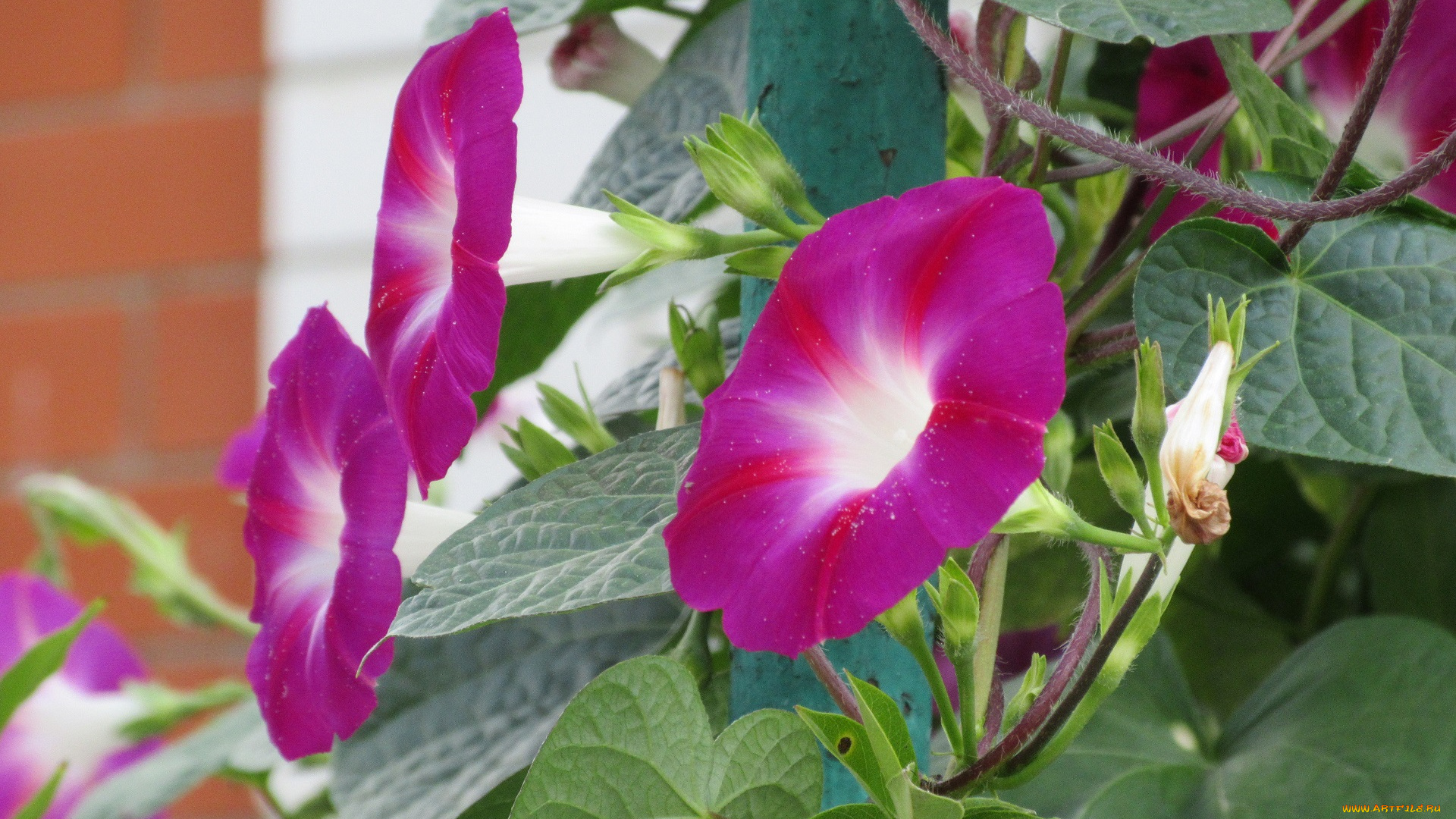 цветы, вьюнки, , ипомеи, вьюнок