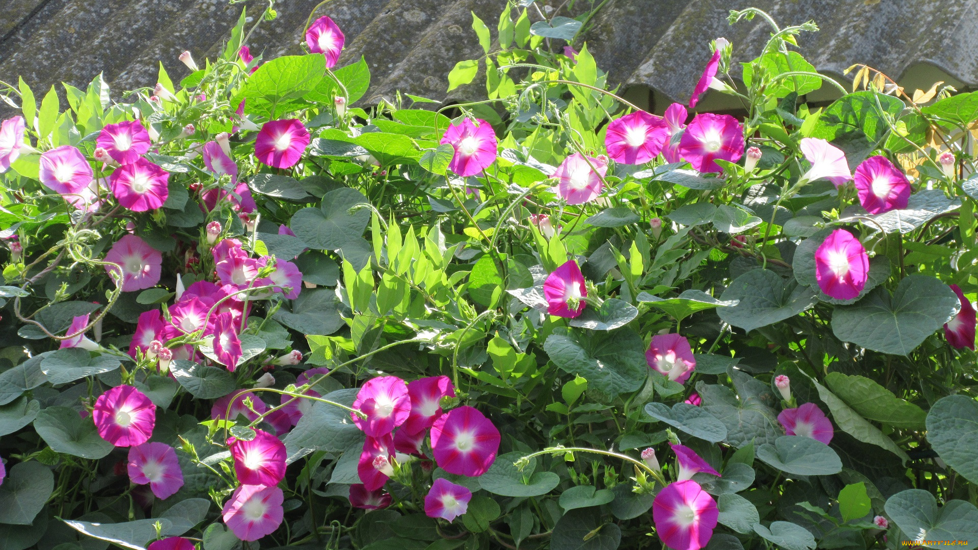 цветы, вьюнки, , ипомеи, вьюнок