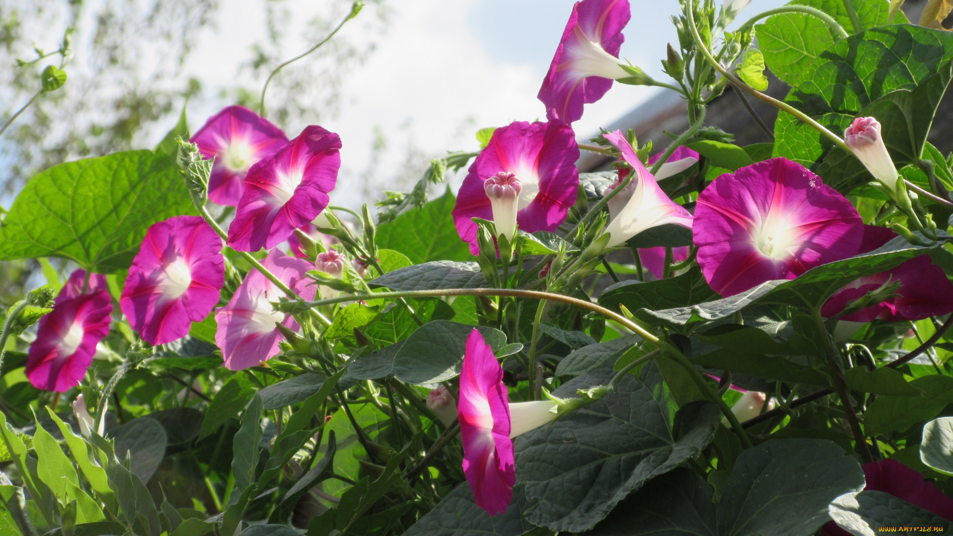 цветы, вьюнки, , ипомеи, вьюнок