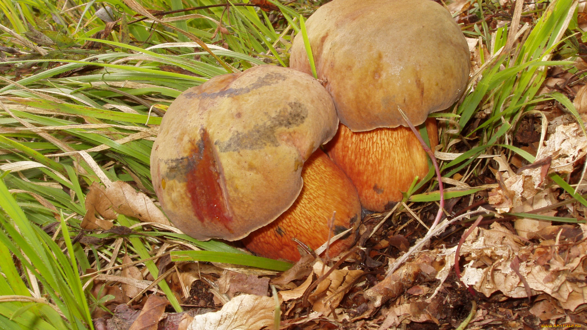 дубовики, природа, грибы