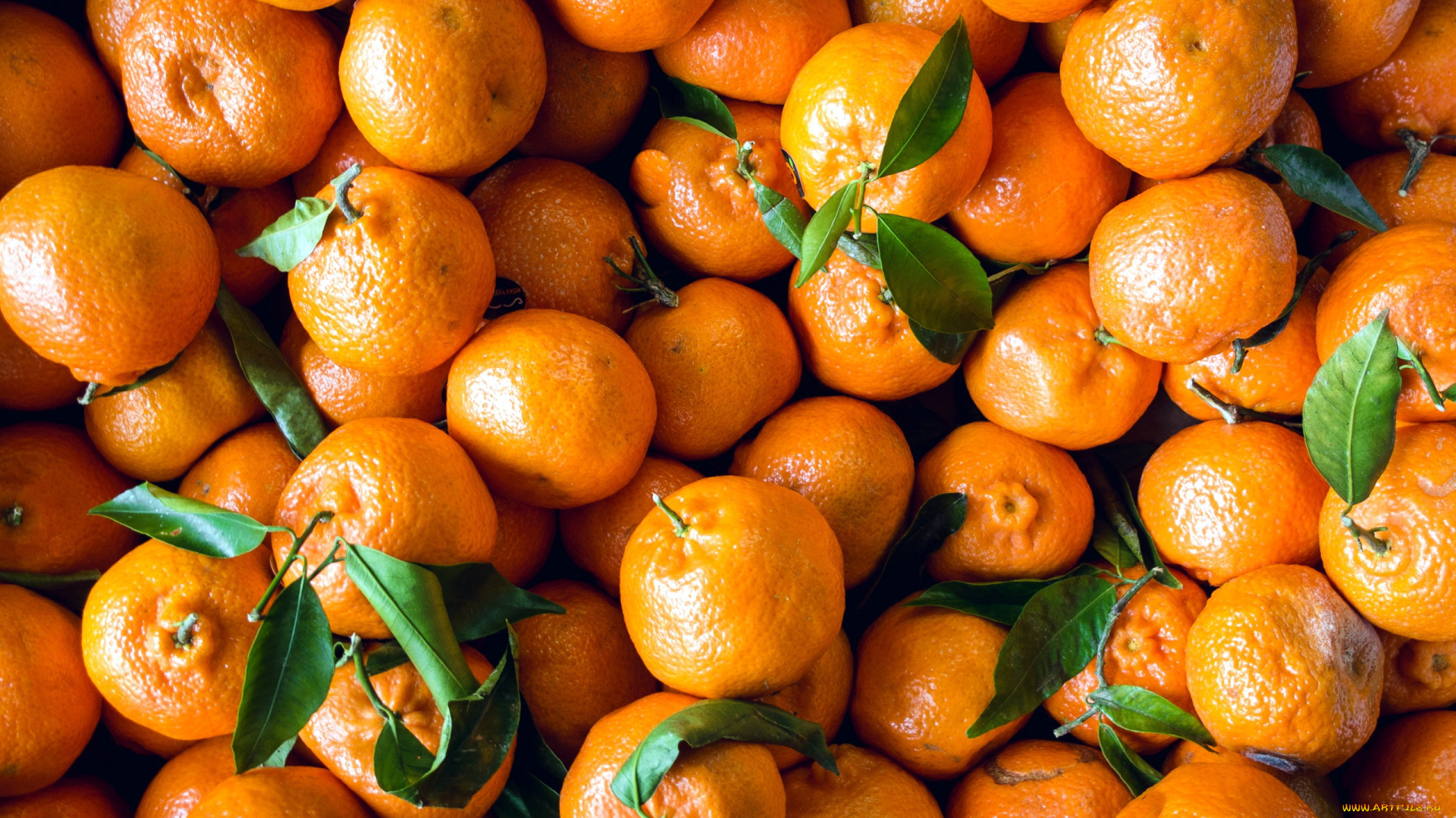 еда, цитрусы, много, мандарины