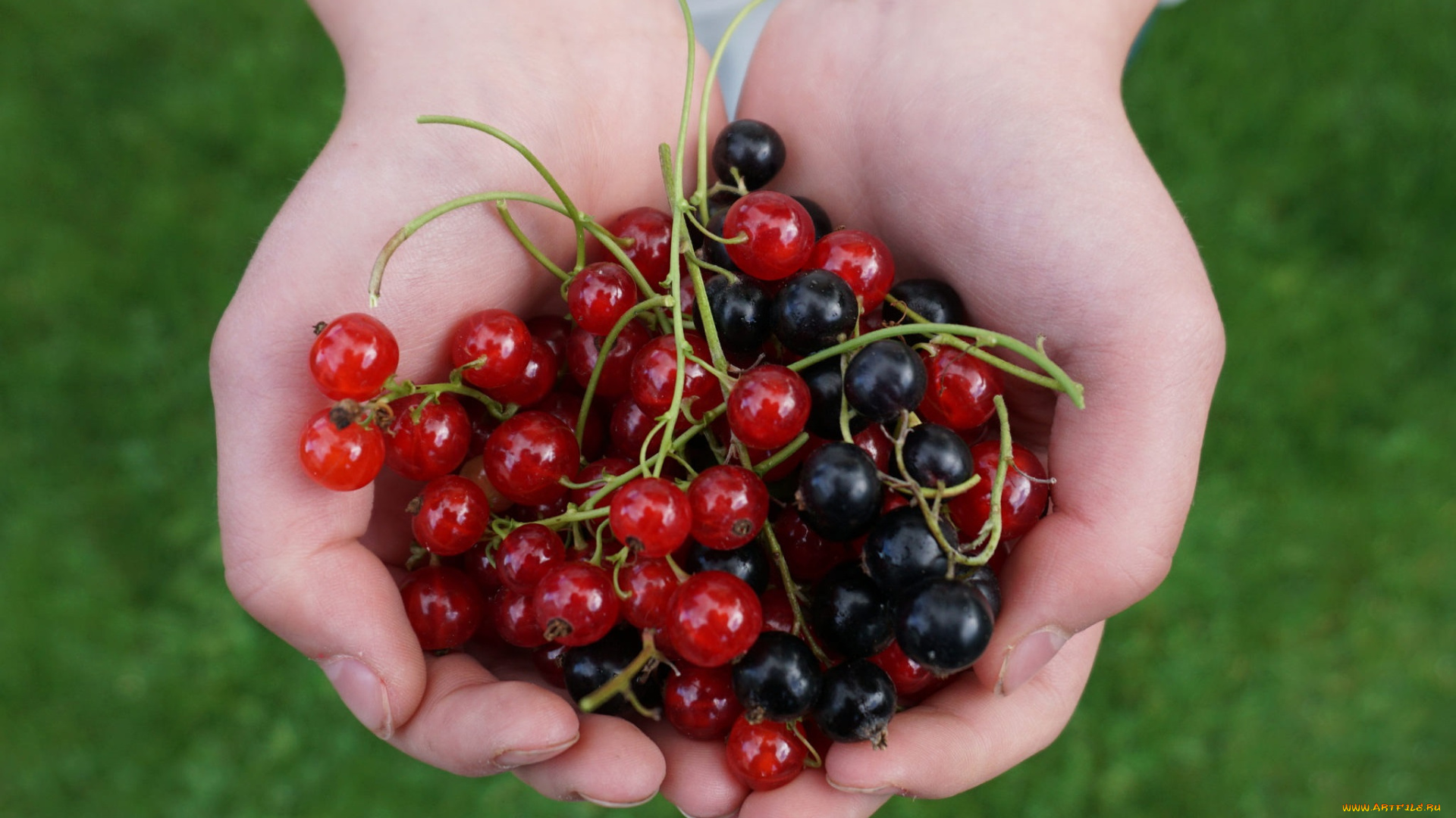 еда, смородина, ягоды, руки