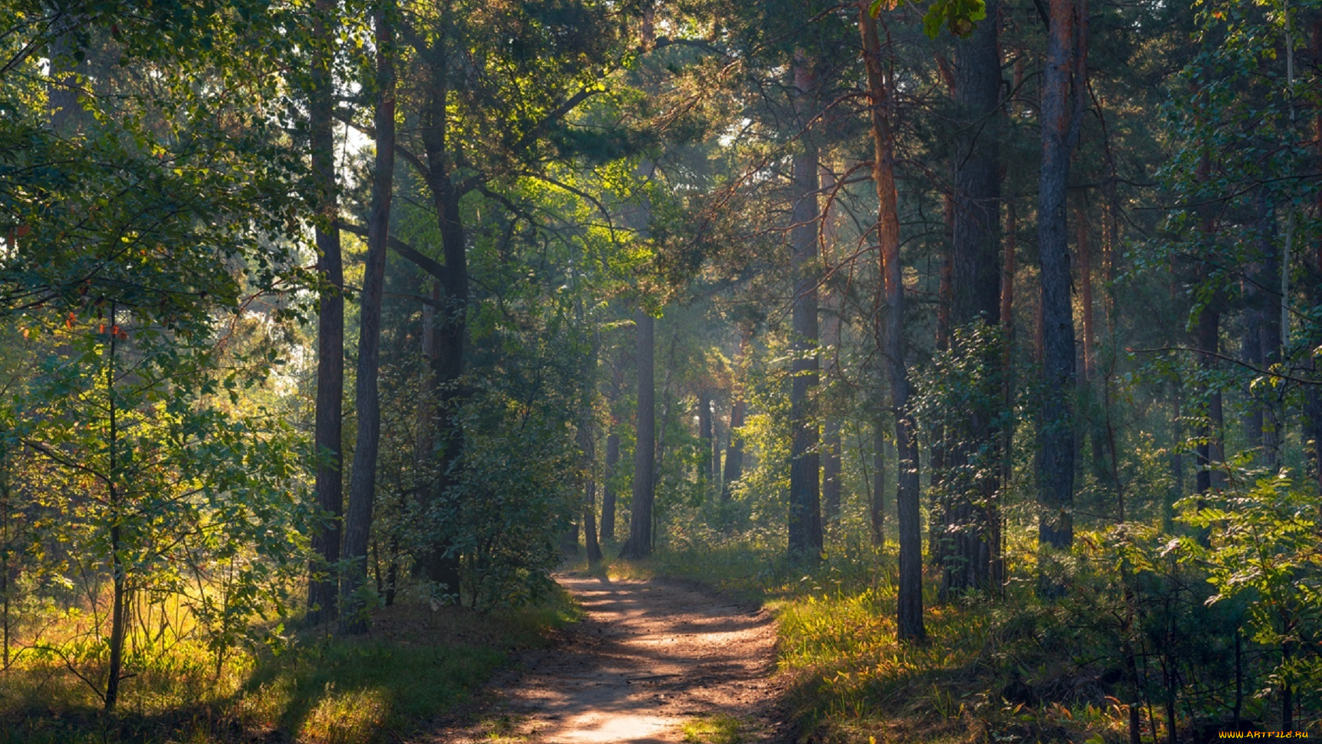 природа, дороги, галанзовская, оксана, тропа, рассвет, сентябрь, утро, осень, лес
