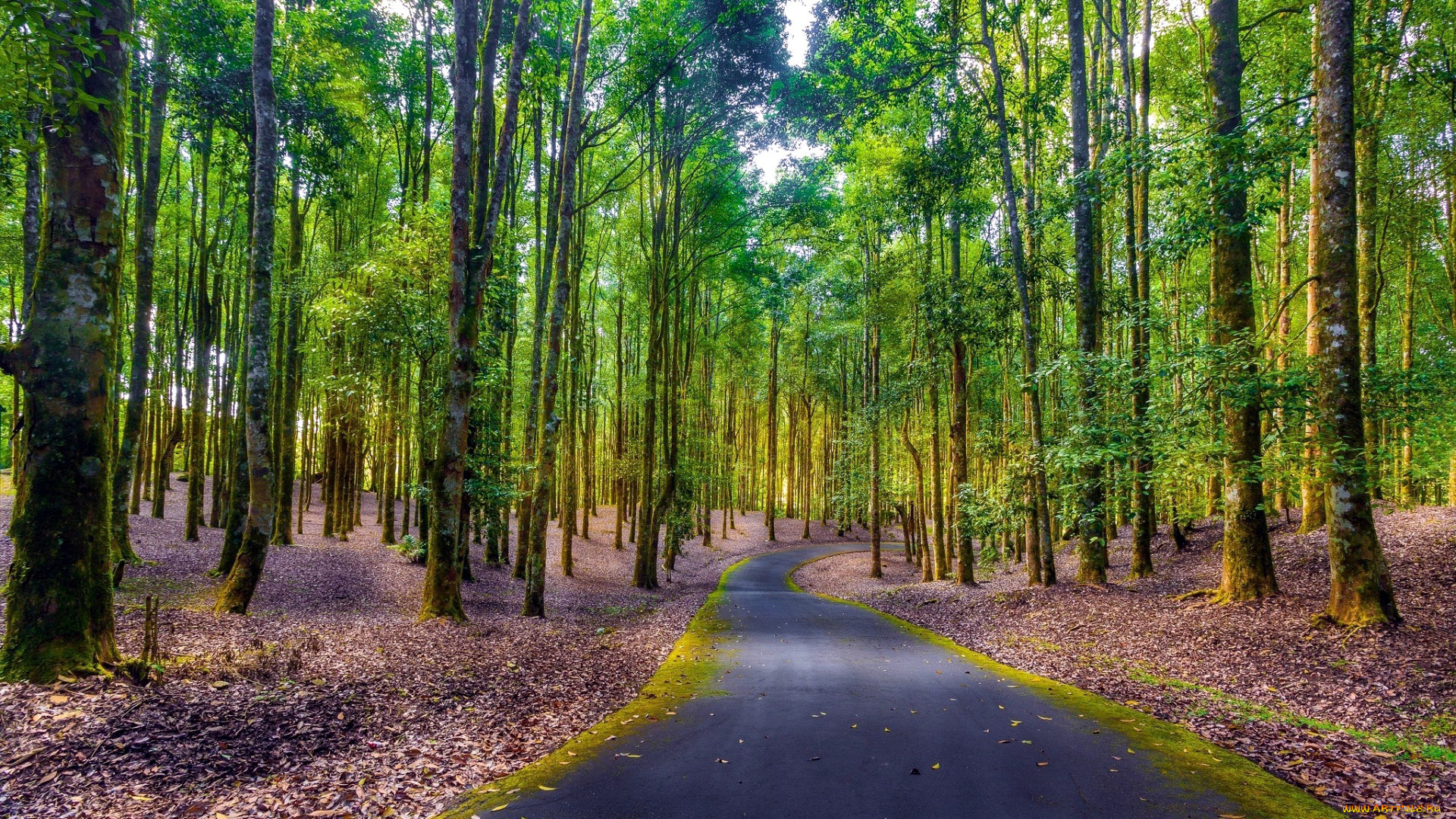 природа, дороги, лес, дорога, осень