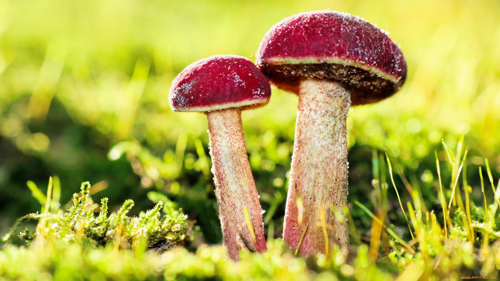 природа, грибы